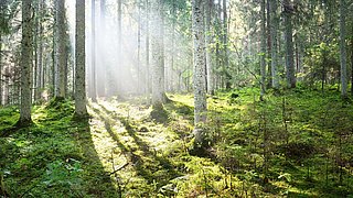 Foto, Blick in einen Wald, Sonnenlicht scheint durch die Baumreihen.