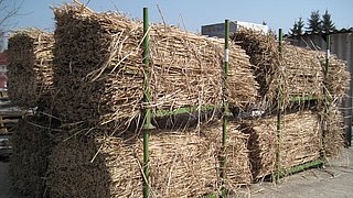 Foto, Miscanthus-