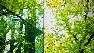 Foto, Nahaufnahme einer großen Glasfassade, in der sich ein nebenstehender Baum spiegelt.