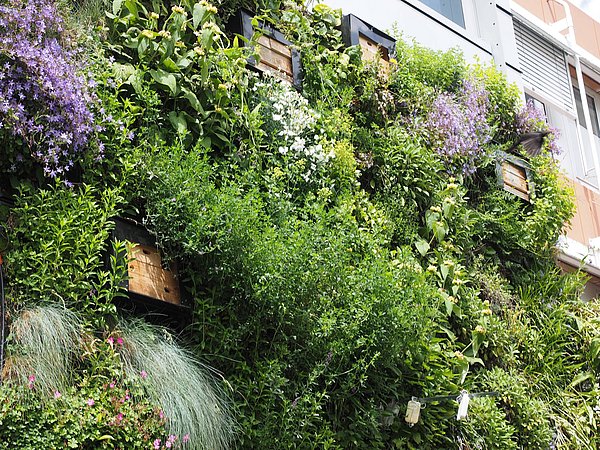 Foto, vertikaler Garten mit leuchtend lila und weißen Blumen, Grünzeug und hölzernen Pflanzkästen vor einer modernen Gebäudefassade.
