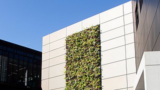 Foto, eine begrünte Fassade steht im Kontrast zu einer modernen Gebäudefassade unter einem klaren blauen Himmel.