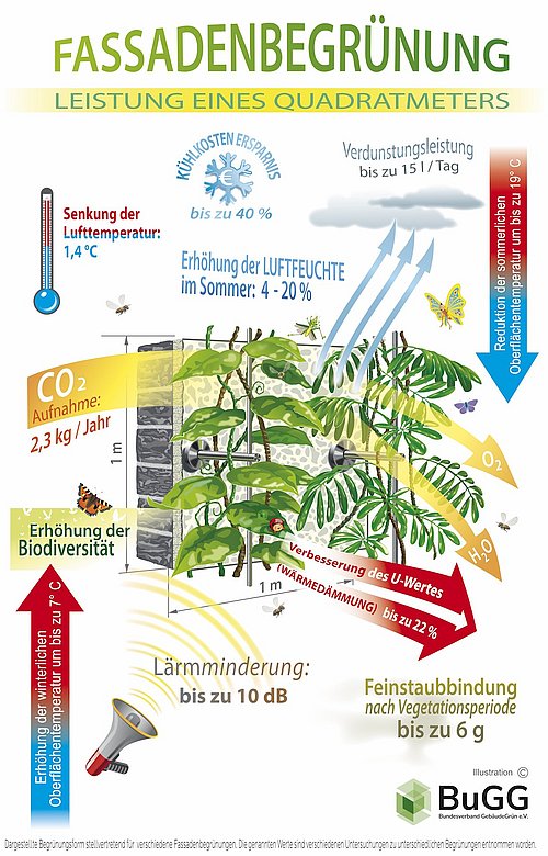 Grafik, Infografik zur Fassadenbegrünung zeigt Vorteile wie Lufttemperatursenkung, CO2-Aufnahme, Luftfeuchterhöhung im Sommer, Lärmminderung, Feinstaubbinderung und Wärmedämmung.