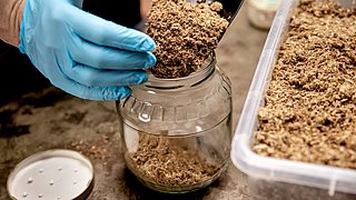 Foto, Nahaufnahme, eine Person füllt mit einer kleinen Schaufel organisches Substrat aus einer Plastikschüssel in ein Glas um. Dies dient der Vorbereitung, um in dem Glas später ein Pilz-Myzel kultivieren zu können.