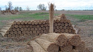 Foto, aufgeschichtete und gebündelte Schilfhalme liegen nach der Ernte auf einem Feld.