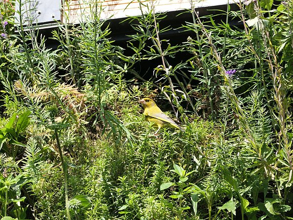Foto, ein leuchtend gelber Vogel sitzt inmitten üppiger grüner Vegetation.