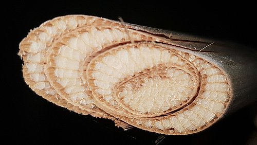 Foto, Nahaufnahme der Schnittstelle durch einen Rohrkolbenstängel (Typha).