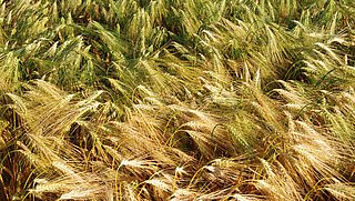 Foto, Getreidehalme auf einem Feld im Wind.