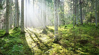 Foto, Blick in einen Wald, Sonnenlicht scheint durch die Baumreihen.