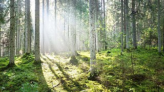 Foto, Blick in einen Wald, Sonnenlicht scheint durch die Baumreihen.