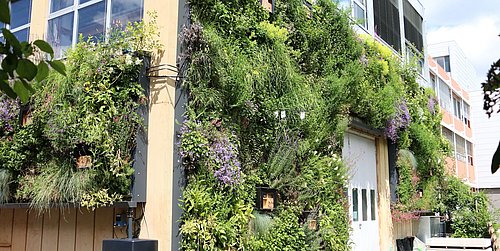 Foto, Üppiger grüner vertikaler Garten, der eine Gebäudewand bedeckt, mit verschiedenen Pflanzen und Blumen, wobei eine Tür und Fenster sichtbar sind.