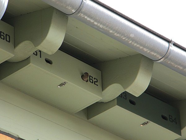 Foto, Vogel sitzt am Eingang eines Nistkastens unter einem Dachvorsprung