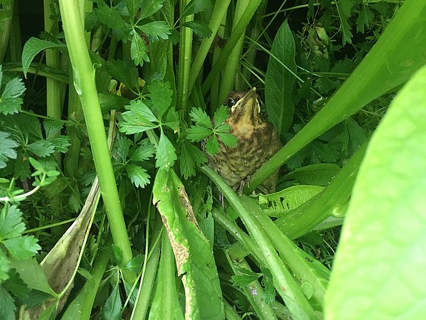 Foto, ein junger Vogel, getarnt zwischen üppigen grünen Pflanzen.