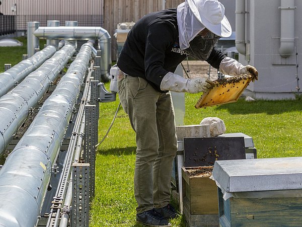 Foto, Imker mit Schutzkleidung hält Bienenwabe über Bienenstock auf einer grünen Wiese neben Rohrleitungen