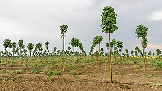 Foto, Plantage mit Kiri-Bäumen (Paulownia)