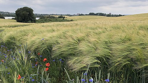Foto, weites Getreidefeld mit einzelnen roten Mohnblumen und blauen Kornblumen vor bewölktem Himmel.