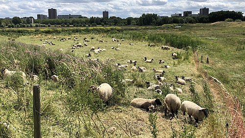 Foto, Schafe grasen auf einer großen, grünen Weide unter bewölktem Himmel mit Stadthäusern im Hintergrund