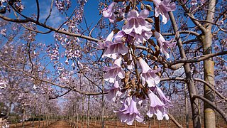 Foto, im Vordergrund Nahaufnahme einer Blüte des Paulownia-Baumes, im Hintergrund weitere Paulownia-Bäume.
