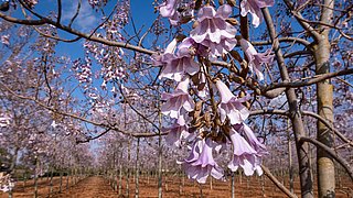 Foto, im Vordergrund Nahaufnahme einer Blüte des Paulownia-Baumes, im Hintergrund weitere Paulownia-Bäume.