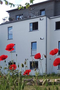 Foto, Im Vordergrund stehen zahlreiche leuchtend rote Mohnblumen mit grünen Stängeln und Knospen. Dahinter befindet sich ein modernes, mehrstöckiges Wohngebäude mit weißer Fassade und grauen Elementen im oberen Bereich. Einige Fenster sind geöffnet, auf den Balkonen sind Pflanzen und Möbel zu erkennen. Links wächst ein großer Baum mit dichter grüner Krone. Der Himmel ist hell und klar.
