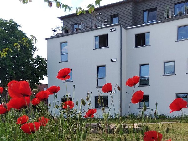 Foto, Im Vordergrund stehen zahlreiche leuchtend rote Mohnblumen mit grünen Stängeln und Knospen. Dahinter befindet sich ein modernes, mehrstöckiges Wohngebäude mit weißer Fassade und grauen Elementen im oberen Bereich. Einige Fenster sind geöffnet, auf den Balkonen sind Pflanzen und Möbel zu erkennen. Links wächst ein großer Baum mit dichter grüner Krone. Der Himmel ist hell und klar.