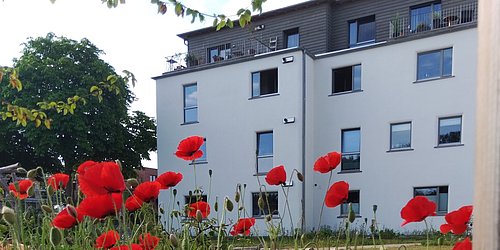 Foto, Im Vordergrund stehen zahlreiche leuchtend rote Mohnblumen mit grünen Stängeln und Knospen. Dahinter befindet sich ein modernes, mehrstöckiges Wohngebäude mit weißer Fassade und grauen Elementen im oberen Bereich. Einige Fenster sind geöffnet, auf den Balkonen sind Pflanzen und Möbel zu erkennen. Links wächst ein großer Baum mit dichter grüner Krone. Der Himmel ist hell und klar.