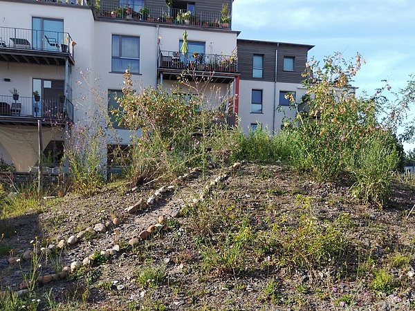 Foto, Im Vordergrund befindet sich eine leicht erhöhte, mit Steinen eingefasste Fläche, die mit verschiedenen Wildpflanzen bewachsen ist. Die Vegetation wirkt naturbelassen und unregelmäßig verteilt. Im Hintergrund stehen mehrgeschossige Wohnhäuser mit Balkonen, auf denen Pflanzen und Möbel zu sehen sind. Der Himmel ist klar und blau.