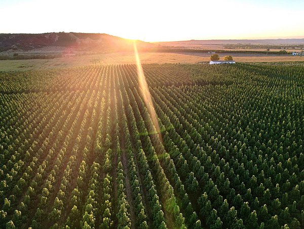 Foto, Luftaufnahme einer Plantage mit gleichmäßig angeordneten Baumreihen bei Sonnenuntergang, Sonnenstrahlen fallen ins Bild.