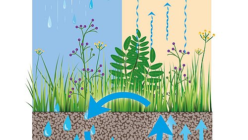 Grafik, Wasserkreislauf auf Gründächern mit Regen, Pflanzen, Verdunstung und Bodenwasser in verschiedenen Schichten