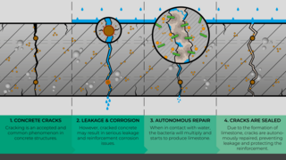 Grafik, Darstellung der Funktionsweise von sogenanntem selbstheilenden Beton, bei dem mittels kalkproduzierender Bakterien Risse im Beton verschlossen werden.