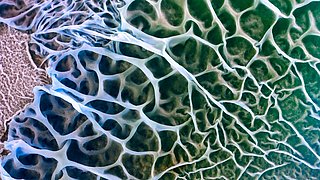 Foto, Detailaufnahme der Gewebestruktur eines Pilzes.