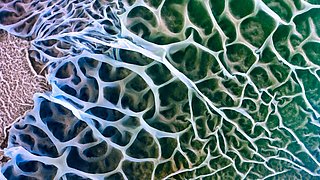 Foto, Detailaufnahme der Gewebestruktur eines Pilzes.