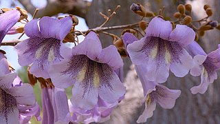 Foto, Nahaufnahme von Blüten des Kiri-Baumes (Paulownia)