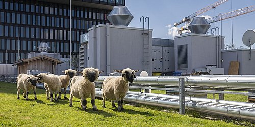 Foto, Fünf Schafe auf einer grünen Wiese vor einem modernen Bürogebäude mit Lüftungsanlagen und Baukränen im Hintergrund