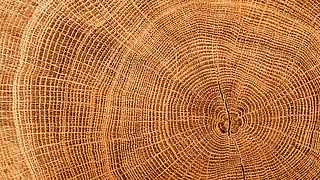 Foto, Detailaufnahme der Schnittfläche eines abgesägten Baumes mit Jahresringen. 