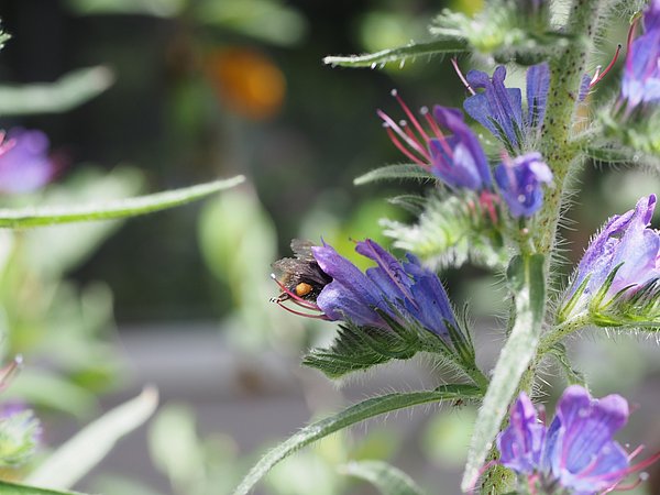 Foto, eine dunkel gefärbte Biene sitzt auf leuchtend violetten Blüten mit zarten Blütenblättern und grünem Laub in einer sonnigen Gartenumgebung.