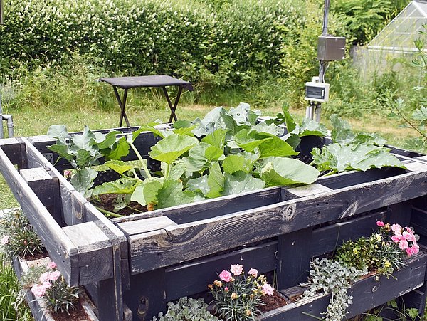 Foto, Bepflanztes Hochbeet im Klimagarten der Paul-Robeson-Schule