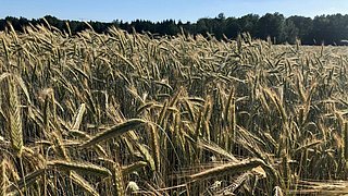 Foto, Nahaufnahme von Getreidehalmen auf einem Feld.