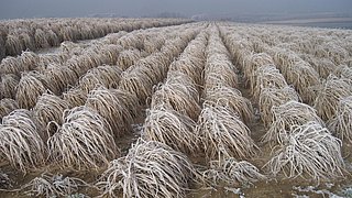 Foto, Blick auf ein Feld mit Chinaschilf (Miscanthus) im Winter.