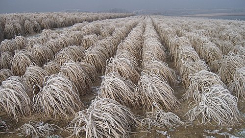 Foto, Blick auf ein Feld mit Chinaschilf (Miscanthus) im Winter.