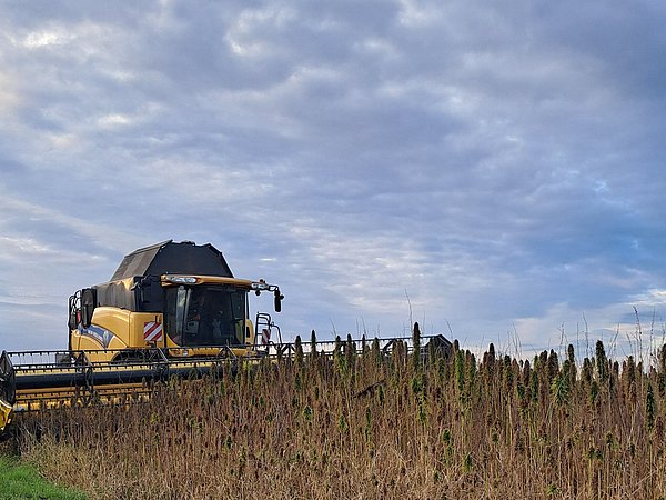 Großer gelber Mähdrescher erntet Hanfpflanzen auf einem braunen Feld neben Grünstreifen in Nordsachsen unter bewölktem Himmel.