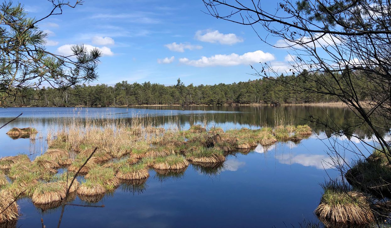 Foto, Blick auf ein Hochmoor